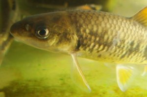 画像3: ビワヒガイ　（特大）　琵琶湖産　１ペア