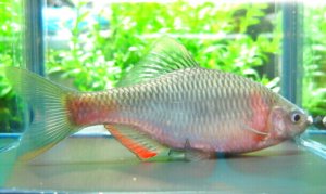 画像1: ヤリタナゴ　（約7〜8cm）　福岡産　1ペア