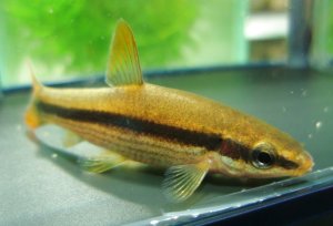 画像4: ムギツク　（約4〜5cm）　兵庫産　３匹セット