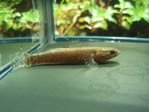 画像4: カワアナゴ　（約4〜5cm）　大阪産　３匹セット