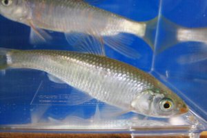 画像2: オイカワ　（やや大）　兵庫産