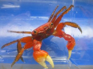 画像1: ベンケイガニ