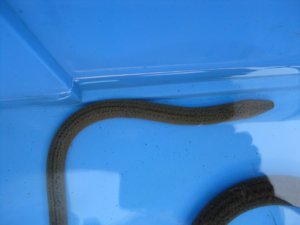 画像4: タウナギ　（やや大）