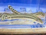 チュウガタスジシマドジョウ　（約6〜7cm）　兵庫産