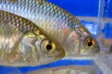 特価　カネヒラ　（約6〜7cm）　琵琶湖水系産　３匹