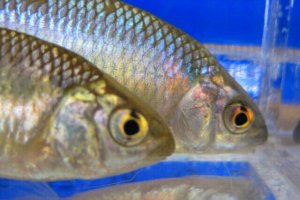 画像1: 特価　カネヒラ　（約6〜7cm）　琵琶湖水系産　３匹