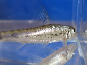 画像2: ズナガニゴイ　（小）　滋賀産