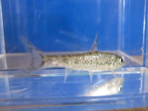 画像3: ズナガニゴイ　（小）　滋賀産