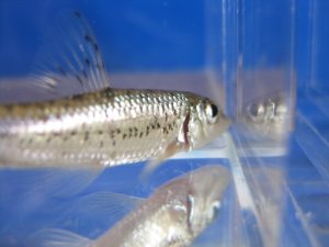 画像4: ズナガニゴイ　（小）　滋賀産