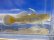 画像10: オウミヨシノボリ　（トウヨシノボリ：小）　琵琶湖水系産
