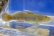 画像9: オウミヨシノボリ　（トウヨシノボリ：小）　琵琶湖水系産