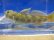 画像5: トウヨシノボリ　三方五湖水系産　４匹セット