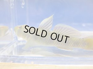 画像1: トウヨシノボリ　三方五湖水系産　４匹セット