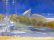 画像1: トウヨシノボリ　三方五湖水系産　４匹セット (1)