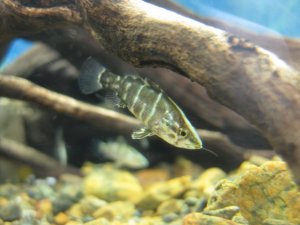 画像1: 限定特価！　アカメ　（仔）　四万十川産