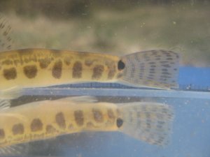 画像7: ニシシマドジョウ 　（約5〜6cm）　愛知産