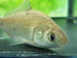 ヘラブナ　（約5〜7cm）　奈良産