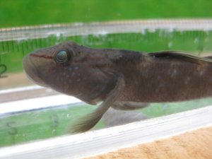 画像14: ルリヨシノボリ　（約7cm）　愛媛産　♀