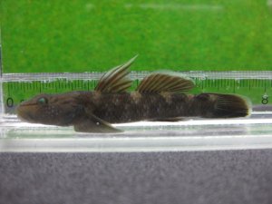 画像16: ルリヨシノボリ　（約7cm）　愛媛産　♀