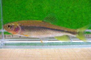 画像1: ヌマムツ　（やや大）　琵琶湖水系産