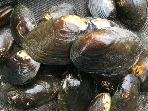 画像2: ドブ貝　兵庫産