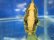 画像9: オヤニラミ　（やや大）　滋賀産