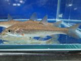 エゾウグイ　（約7〜8cm）　北海道産