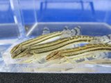 チュウガタスジシマドジョウ　（約6〜7cm）　兵庫産　３匹