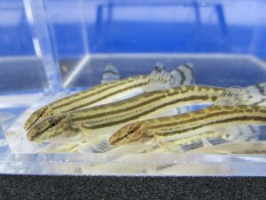 画像1: チュウガタスジシマドジョウ　（約6〜7cm）　兵庫産　３匹