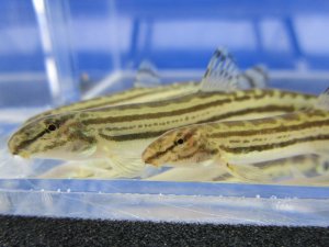 画像3: チュウガタスジシマドジョウ　（約6〜7cm）　兵庫産　３匹