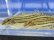 画像3: チュウガタスジシマドジョウ　（約6〜7cm）　兵庫産　３匹 (3)