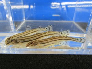 画像4: チュウガタスジシマドジョウ　（約6〜7cm）　兵庫産　３匹