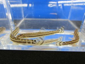 画像5: チュウガタスジシマドジョウ　（約6〜7cm）　兵庫産　３匹