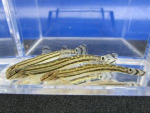 画像2: チュウガタスジシマドジョウ　（約6〜7cm）　兵庫産　３匹