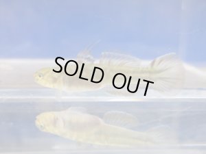 画像6: アベハゼ　愛媛産