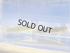 画像5: アベハゼ　愛媛産