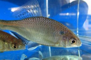 画像2: シロヒレタビラ　（約5〜6cm）　岡山産　♂♀♀３匹