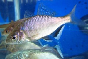 画像3: シロヒレタビラ　（約5〜6cm）　岡山産　♂♀♀３匹