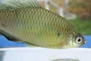 画像3: アブラボテ　（約5〜６cm）　岡山産　♂♀♀３匹