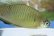 画像3: アブラボテ　（約5〜６cm）　岡山産　♂♀♀３匹 (3)