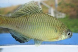 画像4: アブラボテ　（約5〜６cm）　岡山産　♂♀♀３匹