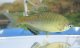 アブラボテ　（約5〜６cm）　岡山産　♂♀♀３匹