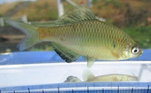 画像2: アブラボテ　（約5〜６cm）　岡山産　♂♀♀３匹