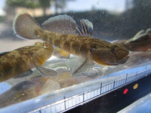 画像5: ビワヨシノボリ　琵琶湖産　３匹セット