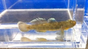 画像2: ビワヨシノボリ　琵琶湖産　３匹セット