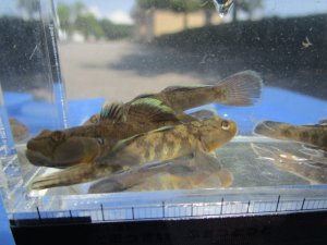 画像4: ビワヨシノボリ　琵琶湖産　３匹セット