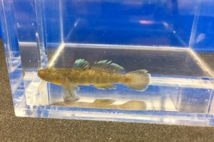 画像3: ビワヨシノボリ　琵琶湖産　３匹セット