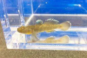 画像1: ビワヨシノボリ　琵琶湖産　３匹セット