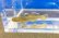 画像1: ビワヨシノボリ　琵琶湖産　３匹セット (1)