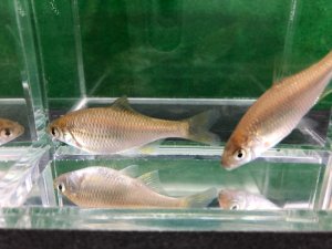 画像3: カネヒラ　（約3〜4cm）　岡山産